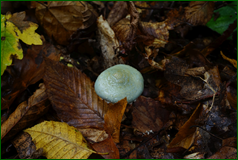 50550370611_f9debfc770_o.png
