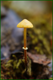 50550797847_222c2b0a68_o.png