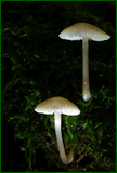 50568719751_ba50e63832_o.png
