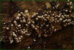50568724536_012545d06b_o.png