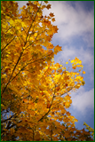 50583041593_d7f313dc52_o.png