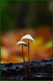 50638019846_f53e37f4c4_o.png