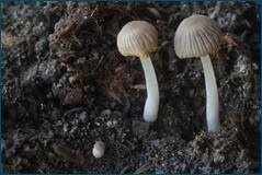 53402958808_c16d4a6b65_o.jpg