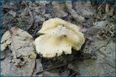 54619103164_91156f4de1_o.jpg