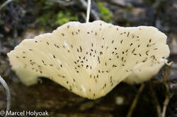 thrips feeding on bracket fungus, PICOP near Bislig, Mindanao, PH, 2012-06-07- (102 of 2).jpg