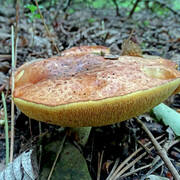 DSC08229.jpg