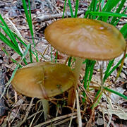 DSC08249.jpg