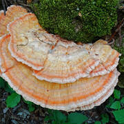 DSC08180.jpg