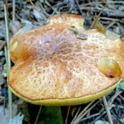DSC08230.jpg