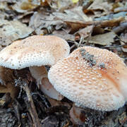 DSC08225.jpg