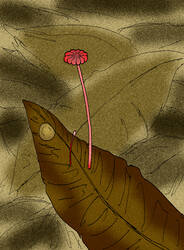 Archaeomarasmius_leggetti.JPG
