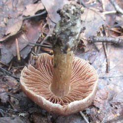 Cortinarius_vernus_2.jpg