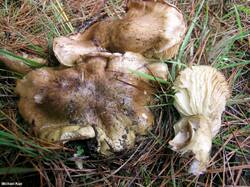 tricholoma_equestre_04.jpg