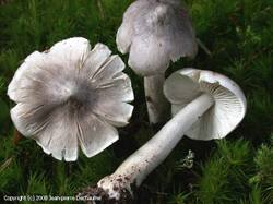 Tricholoma_virgatum_2008_jd_1.jpg