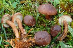Rugosomyces%20obscurissimus%202.jpg