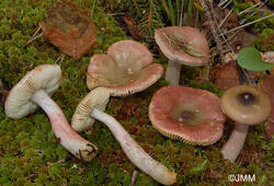 Russula%20gracillima%201.JPG