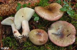 Russula%20queletii%206.JPG