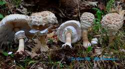 Macrolepiota+Fuliginosa+07-10-2014+13-47