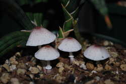 Leucocoprinus ianthinus