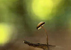 close-up-of-pluteus-podospileus-mushroom