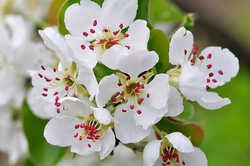 pear-blossom-picture-id182715538?b=1&k=6