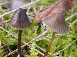 Mycena_leptocephala.jpg