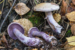 Cortinarius-porphyropus-2016-09-06-IMG_4