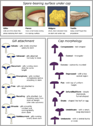 757px-Mushroom_cap_morphology2.png