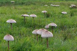 800px-Macrolepiota4.jpg