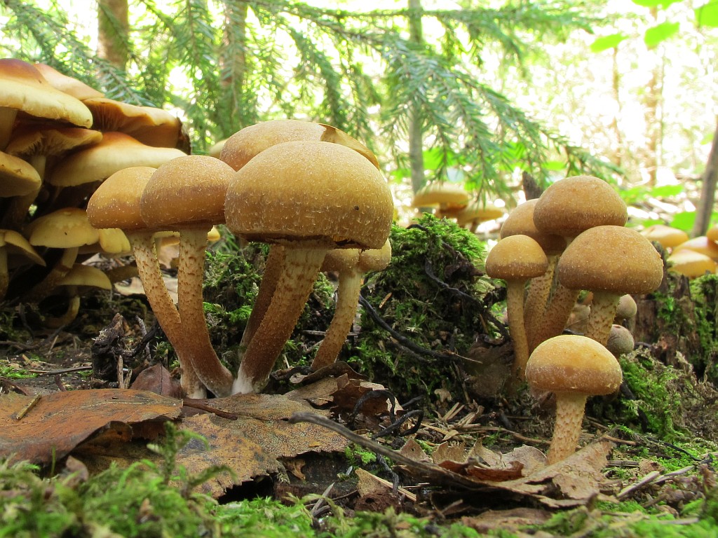 Kuehneromyces_mutabilis_MVK_20110827-04.JPG