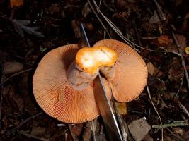 Lactarius_deliciosus_AYH_20121208-02.JPG