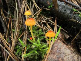 Mycena_acicula_MVK_20120615-01.JPG