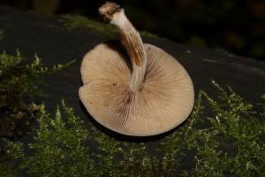 Simocybe_sumptuosa_PSA_20151023-02.jpg