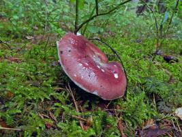 Russula _vesca_ESV_20150711_4.jpg