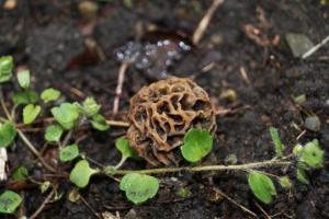 Morchella_esculenta_PSA_20150407-01.jpg