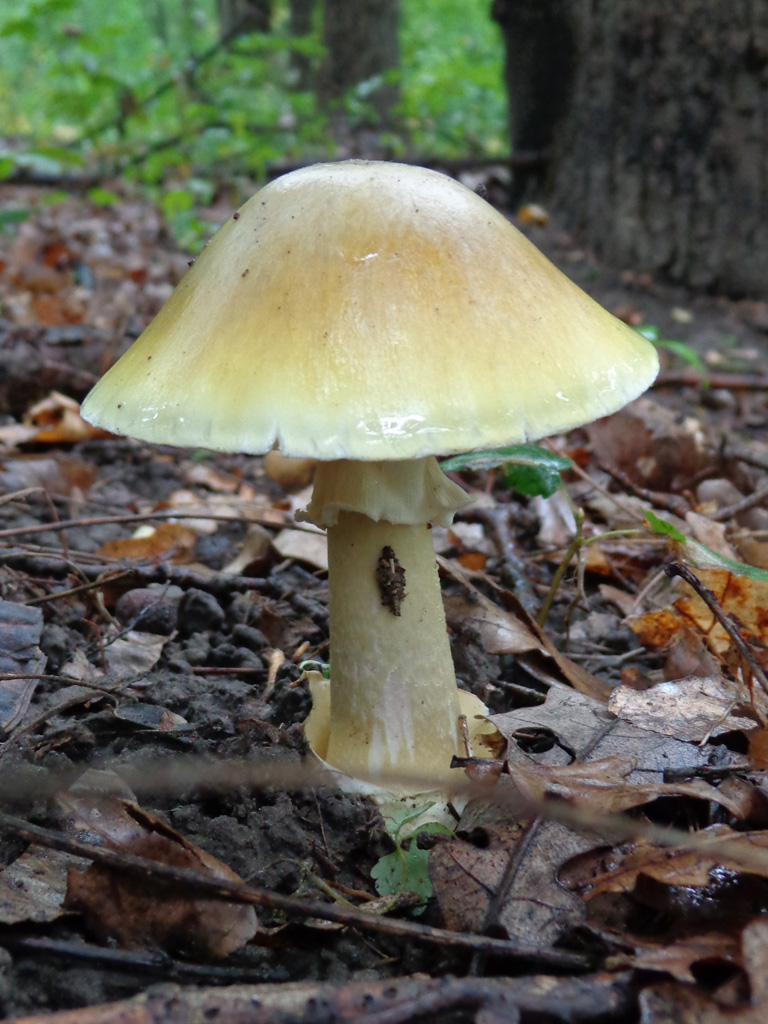 Покажи поганку. Бледная поганка. Бледная поганка гриб. Бледная поганка (Amanita phalloides). Amanita phalloides гриб.