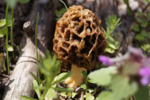 Morchella_esculenta_PSA_20150422-01.jpg