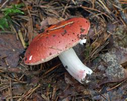 Russula_velenovskyi_ESV_20140720_15.jpg