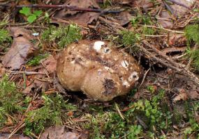 Russula_adusta_ESV_20140628_16.jpg