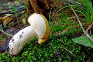 Russula_claroflava_ESV_20150726_8.jpg