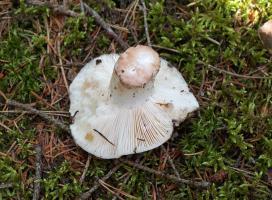 Russula_adusta_ESV_20140607_4.jpg