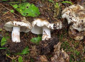 Russula_acrifolia_ESV_20140622_5.jpg