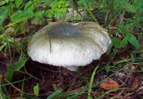 Russula_virescens_ESV_20130720-4.jpg