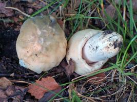 Russula_virescens_ESV_20140719-12.jpg