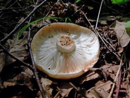 Russula_acrifolia_ESV_20150802_38.jpg