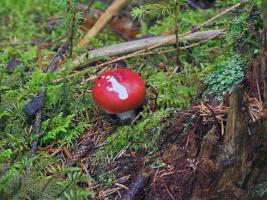 Russula_rhodopus_ESV_20140703_5.jpg