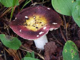 Russula_romellii_ESV_20140703-7.jpg