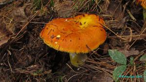 Russula_aurea_KIY_20150807_03.jpg