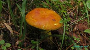 Russula_aurea_KIY_20150815_10.jpg