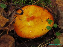 Russula_aurea_KIY_20140907_02.jpg